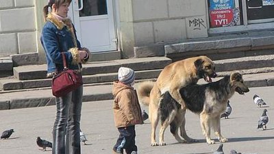 Торік у місті стерилізували майже 600 бездомних собак