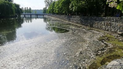 Стало відомо, чому у тернопільському ставі масово загинула риба. ВІДЕО