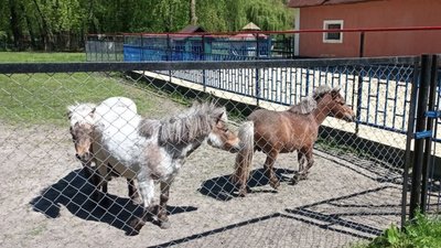 У зоокутку в парку "Сопільче" тварин випустили з кліток. ФОТО