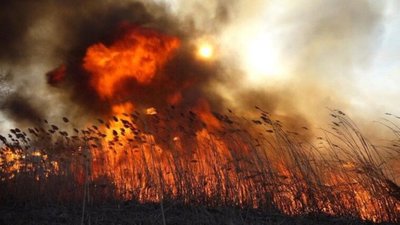 У парку "Сопільче" горів очерет