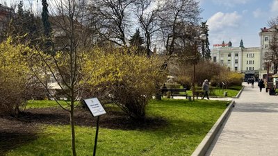 Тернополяни ще можуть долучитися до акції «Підтримуй ЗСУ - посади іменне дерево»