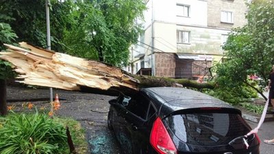 У Тернополі дерево впало на автомобіль. ФОТО