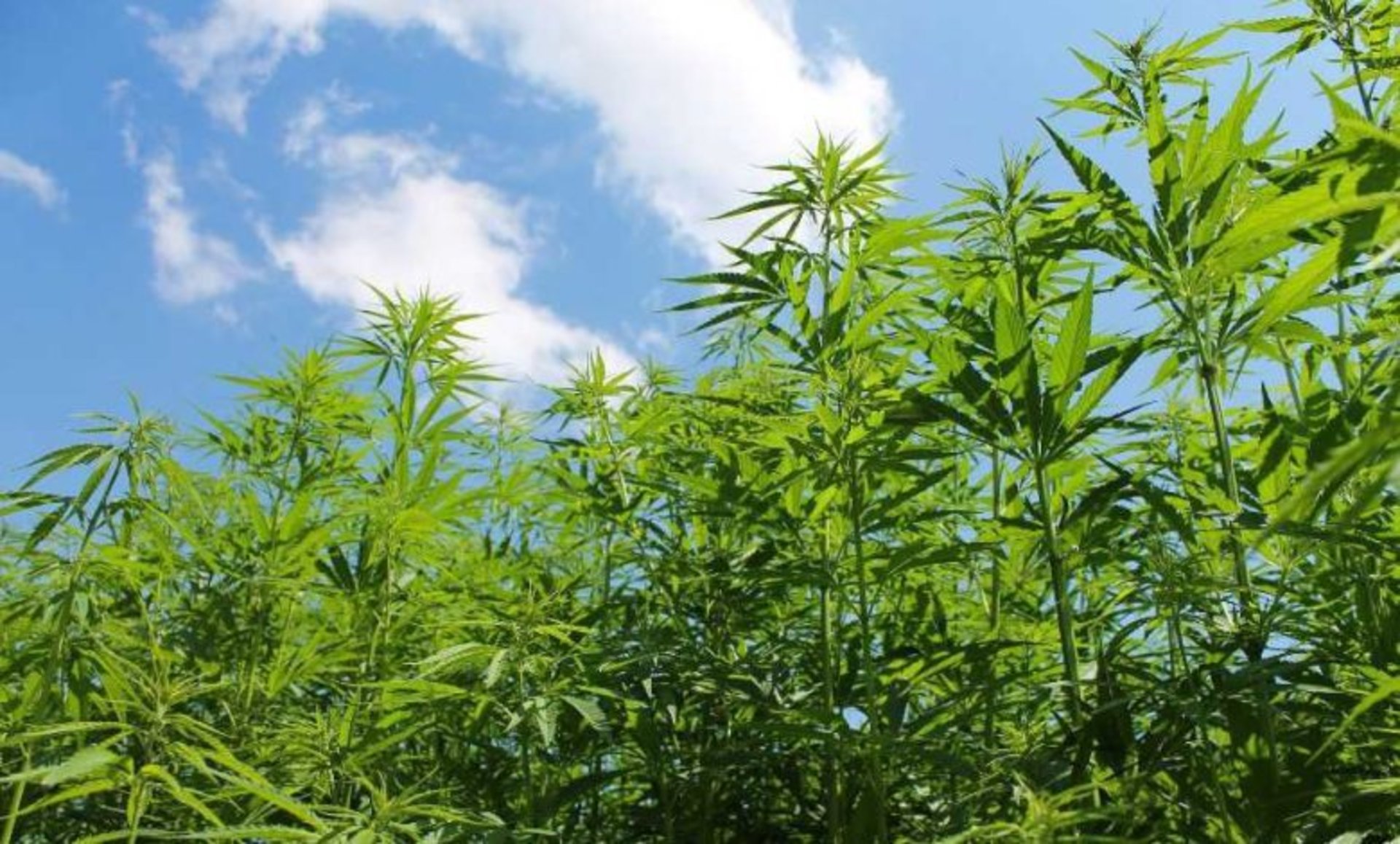 Вирощував і продавав канабіс: на Тернопільщині викрили наркоторговця