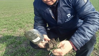 Озимі пшениця і ячмінь успішно пережили зиму