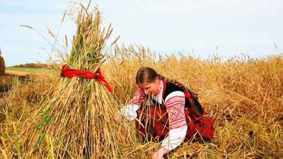 На Тернопільщині розпочалися жнива