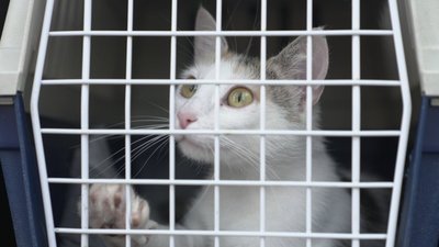 Подалі від небезпеки: безпритульних котиків з Сумщини евакуйовують на Тернопільщину