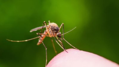 Гарячку Західного Нілу виявили в сусідньому з Тернополем обласному центрі. ВІДЕО